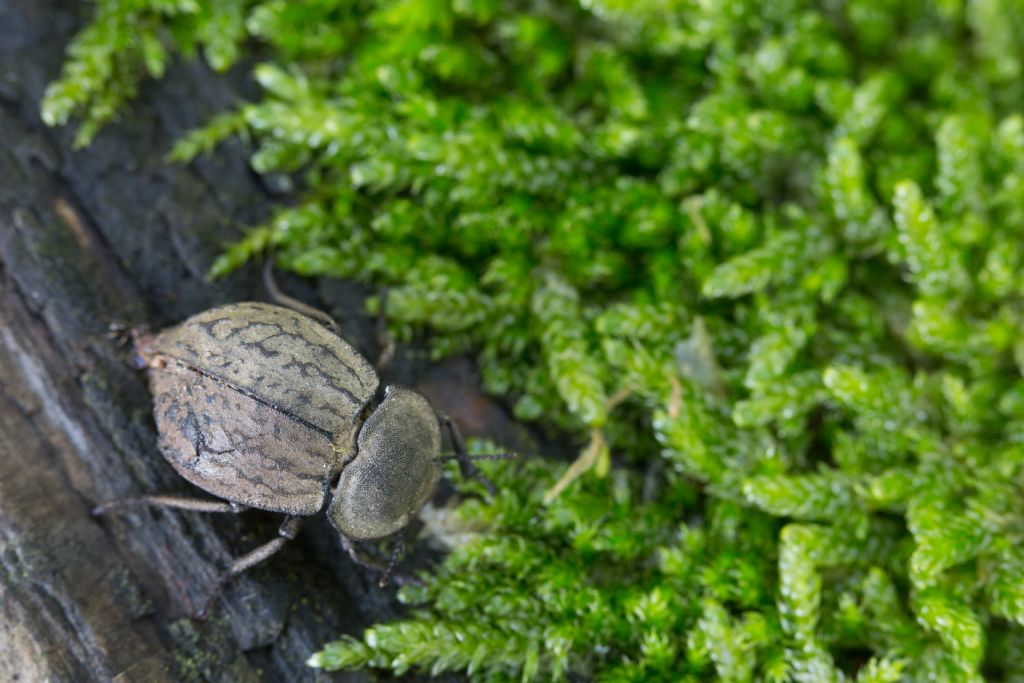 Tenebrionidae: Asida sabulosa sabulosa